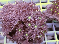 画像2: No.5 ハナヅタ　グリーンコア (2)