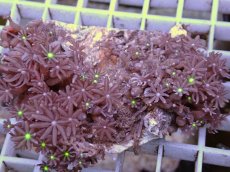 画像2: No.6 ハナヅタ　グリーンコア (2)