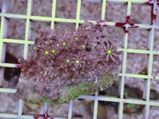 画像1: No.7 ハナヅタ　グリーンコア (1)