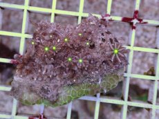 画像2: No.7 ハナヅタ　グリーンコア (2)