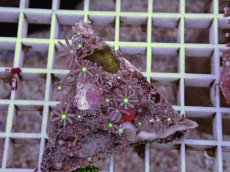 画像1: No.8 ハナヅタ　グリーンコア (1)