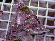 画像2: No.8 ハナヅタ　グリーンコア (2)