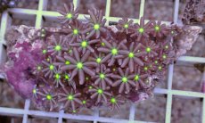 画像1: No.9 ハナヅタ　グリーンコア (1)