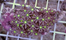 画像2: No.9 ハナヅタ　グリーンコア (2)