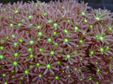 画像2: No.10 ハナヅタ　グリーンコア (2)