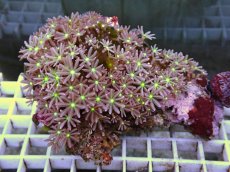 画像1: No.11 ハナヅタ　グリーンコア (1)