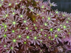 画像2: No.11 ハナヅタ　グリーンコア (2)