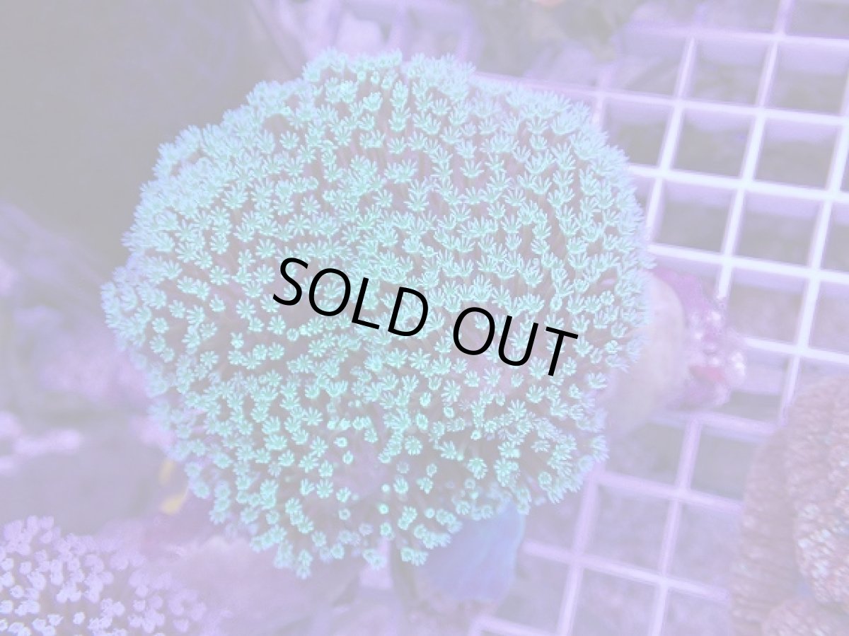 画像1: No.1 沖縄産 ウミキノコ　　　【人気No.1】 (1)