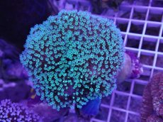 画像1: No.1 沖縄産 ウミキノコ　　　【人気No.1】 (1)