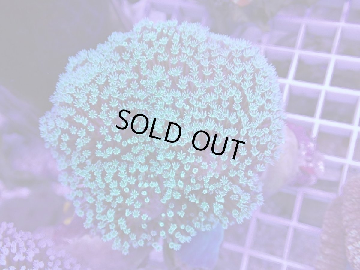 画像2: No.1 沖縄産 ウミキノコ　　　【人気No.1】 (2)