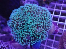 画像2: No.1 沖縄産 ウミキノコ　　　【人気No.1】 (2)