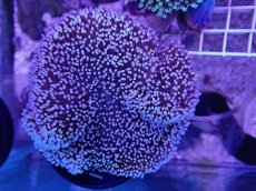 画像1: No.2 沖縄産 ウミキノコ　 (1)