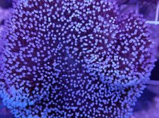 画像2: No.2 沖縄産 ウミキノコ　 (2)