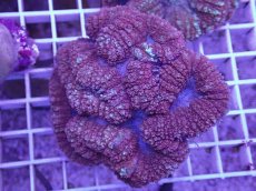 画像1: No.1 ハナガタサンゴ　レッド (1)