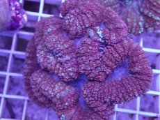 画像2: No.1 ハナガタサンゴ　レッド (2)