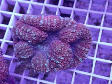 画像1: No.2 ハナガタサンゴ　レッド (1)