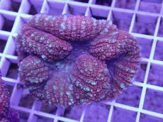 画像2: No.2 ハナガタサンゴ　レッド (2)