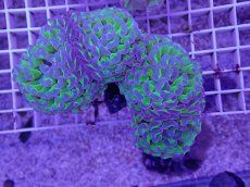 画像1: No.1 ナガレハナサンゴ　茎グリーン　　【人気No.1】 (1)