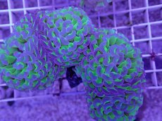 画像2: No.1 ナガレハナサンゴ　茎グリーン　　【人気No.1】 (2)