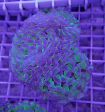 画像1: No.2 ナガレハナサンゴ　茎グリーン　　【人気No.1】 (1)