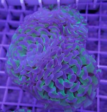 画像2: No.2 ナガレハナサンゴ　茎グリーン　　【人気No.1】 (2)