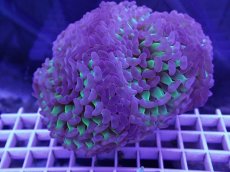 画像1: No.3 ナガレハナサンゴ　茎グリーン　　【人気No.1】 (1)