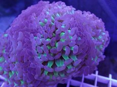 画像2: No.3 ナガレハナサンゴ　茎グリーン　　【人気No.1】 (2)