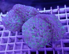 画像1: No.4 ナガレハナサンゴ　茎グリーン　　【人気No.1】 (1)