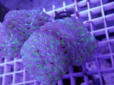 画像2: No.4 ナガレハナサンゴ　茎グリーン　　【人気No.1】 (2)