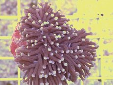 画像1: No.1　フラワーコーラル　パープル (1)