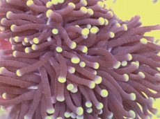 画像2: No.1　フラワーコーラル　パープル (2)