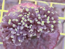 画像1: No.2　フラワーコーラル　パープル (1)