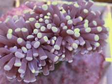 画像2: No.2　フラワーコーラル　パープル (2)