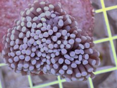 画像1: No.3　フラワーコーラル　パープル (1)