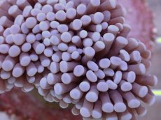 画像2: No.3　フラワーコーラル　パープル (2)