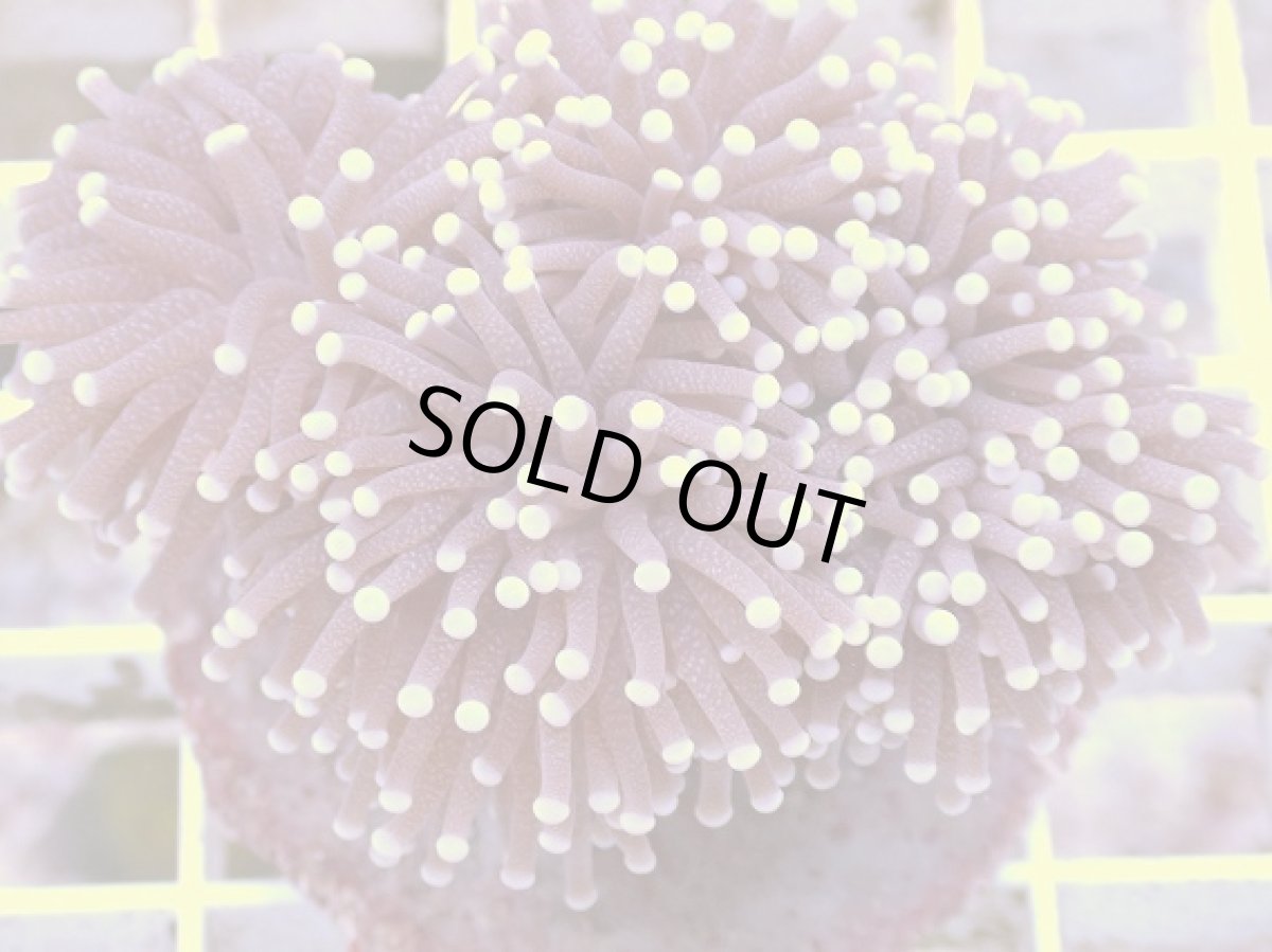 画像1: No.4　フラワーコーラル　パープル　ラメ系　　【珍しい、レアな個体♪】 (1)