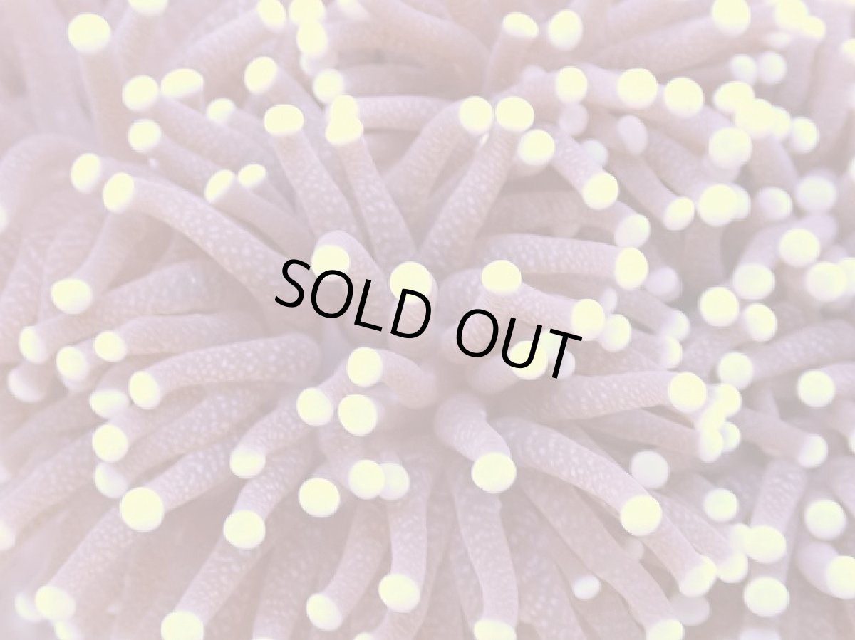 画像2: No.4　フラワーコーラル　パープル　ラメ系　　【珍しい、レアな個体♪】 (2)