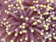 画像2: No.4　フラワーコーラル　パープル　ラメ系　　【珍しい、レアな個体♪】 (2)