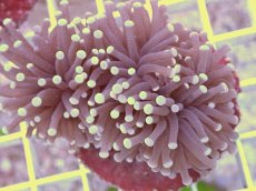 画像1: No.5　フラワーコーラル　パープル　ラメ系　　【珍しい、レアな個体♪】 (1)