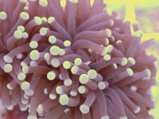 画像2: No.5　フラワーコーラル　パープル　ラメ系　　【珍しい、レアな個体♪】 (2)