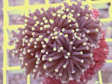 画像1: No.6　フラワーコーラル　パープル　ラメ系　　【珍しい、レアな個体♪】 (1)