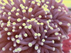 画像2: No.6　フラワーコーラル　パープル　ラメ系　　【珍しい、レアな個体♪】 (2)