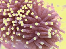 画像2: No.7　フラワーコーラル　パープル　ラメ系　　【珍しい、レアな個体♪】 (2)