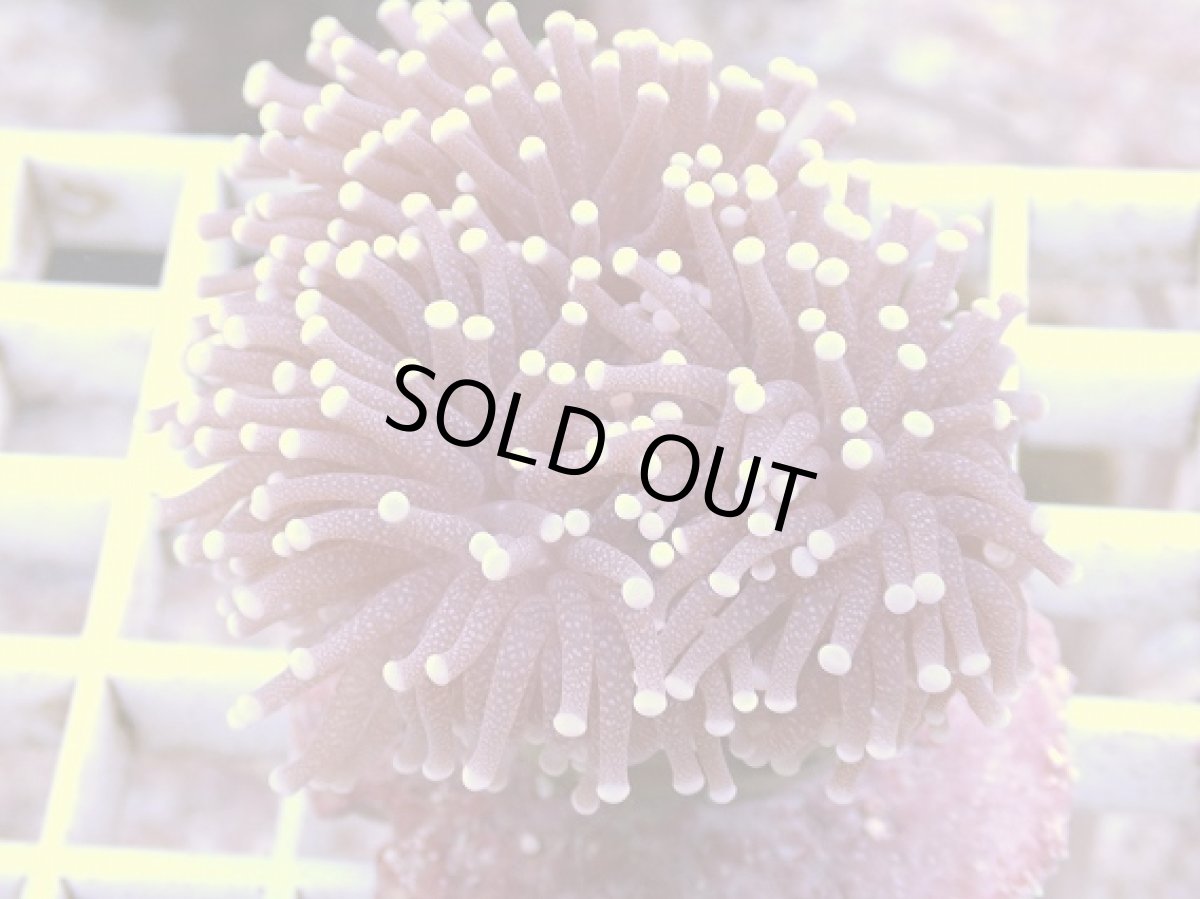 画像1: No.8　フラワーコーラル　パープル　ラメ系　　【珍しい、レアな個体♪】 (1)