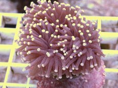 画像1: No.8　フラワーコーラル　パープル　ラメ系　　【珍しい、レアな個体♪】 (1)