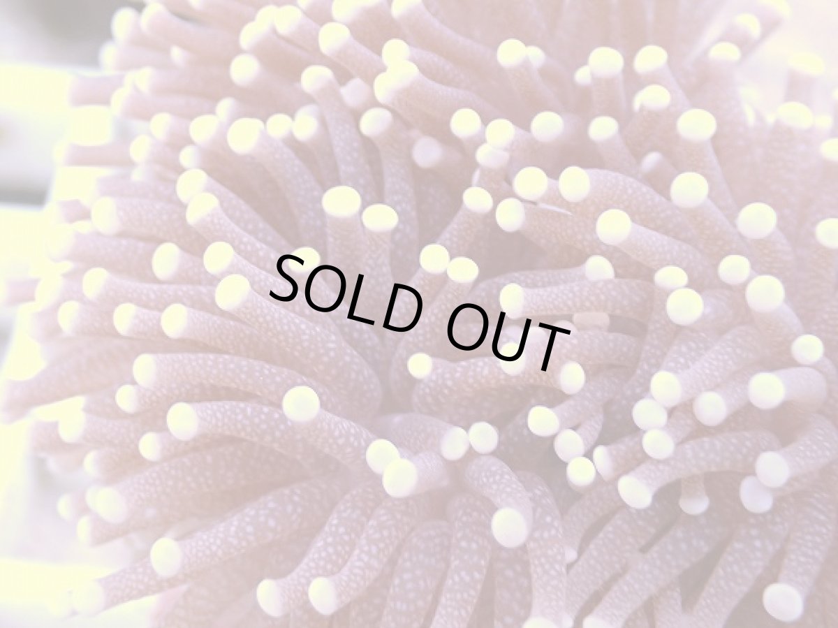 画像2: No.8　フラワーコーラル　パープル　ラメ系　　【珍しい、レアな個体♪】 (2)