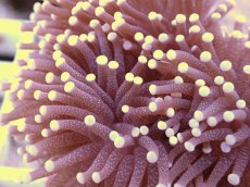 画像2: No.8　フラワーコーラル　パープル　ラメ系　　【珍しい、レアな個体♪】 (2)