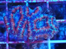 画像1: No.15 カクオオトゲキクメイシ　マルチカラー (1)