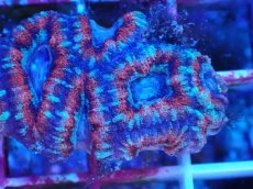 画像2: No.15 カクオオトゲキクメイシ　マルチカラー (2)