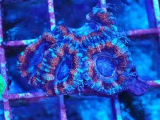 画像1: No.16 カクオオトゲキクメイシ　マルチカラー (1)